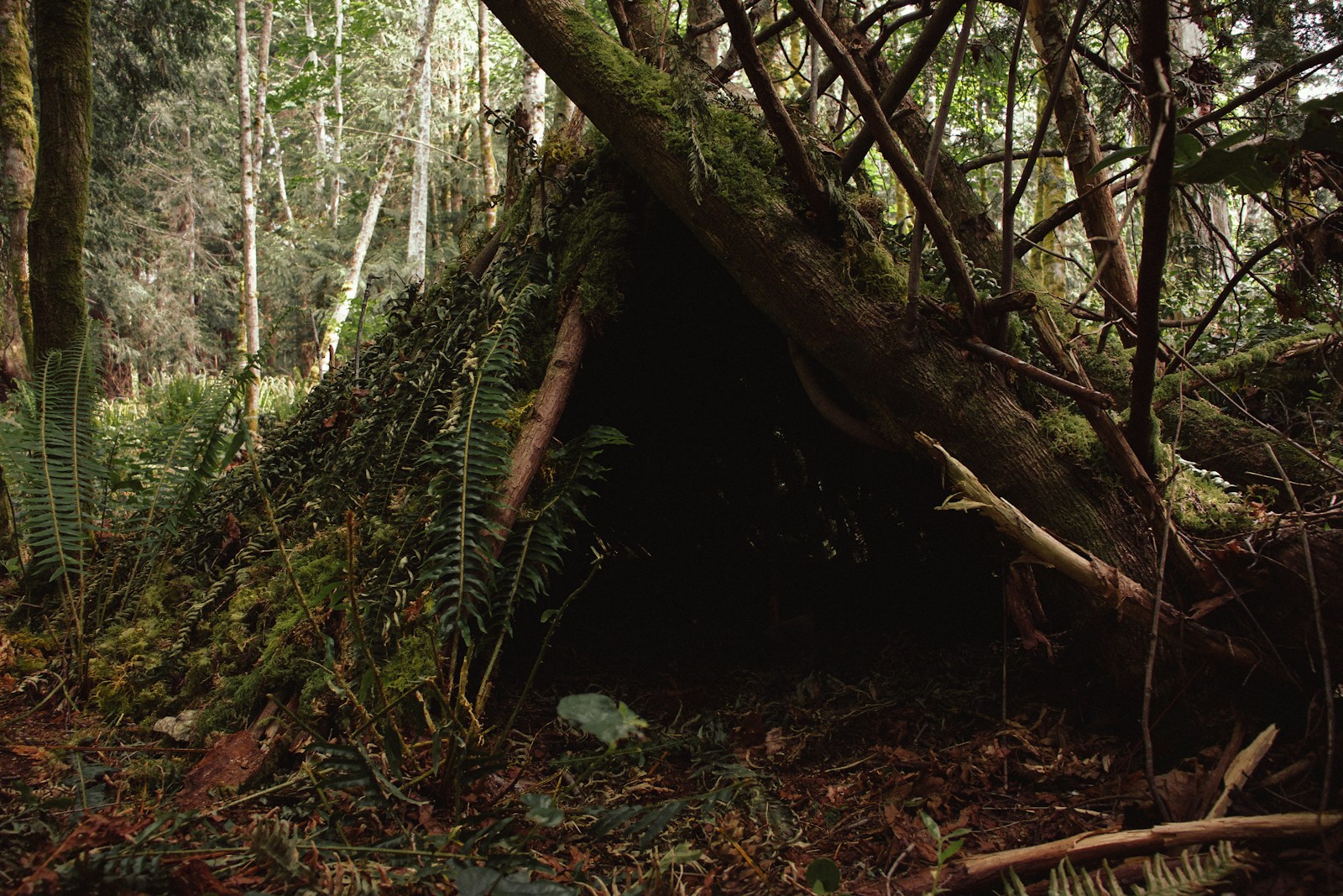 Primitivt shelter i skoven